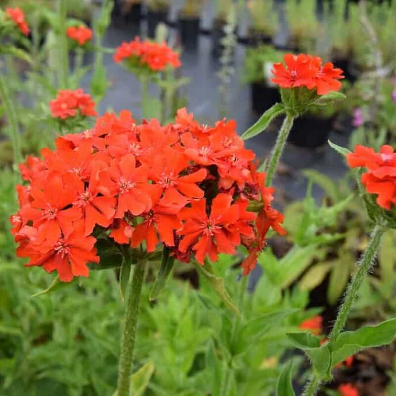 Lychnis chalcedonica ---